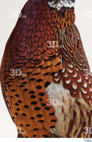 Chest Pheasant Animal photo references