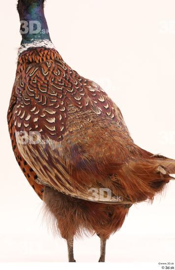 Back Pheasant Animal photo references