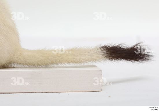 Tail Animal photo references