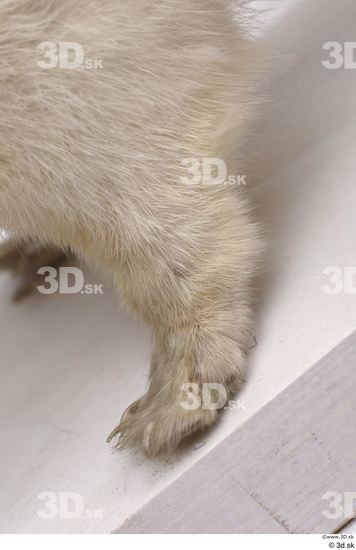 Leg Foot Animal photo references