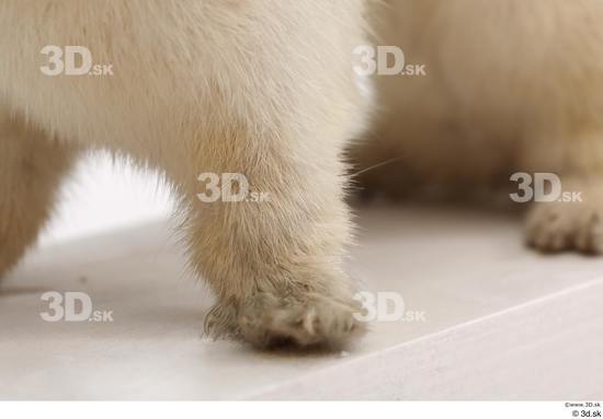 Leg Foot Animal photo references