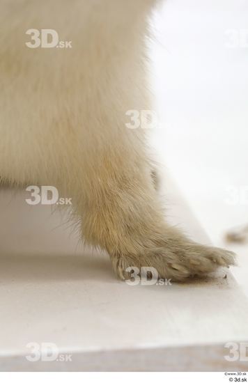 Leg Foot Animal photo references