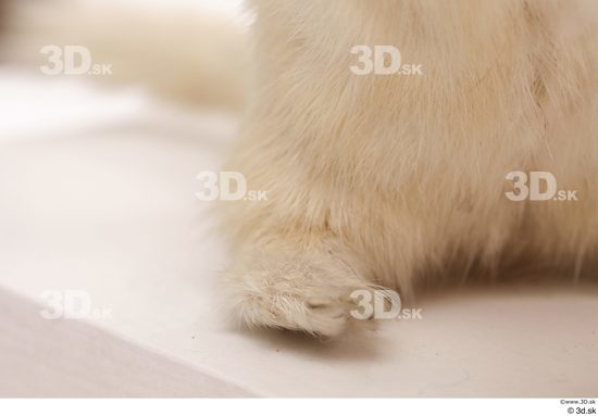 Leg Foot Animal photo references