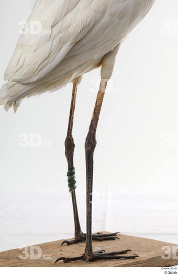 Leg Animal photo references