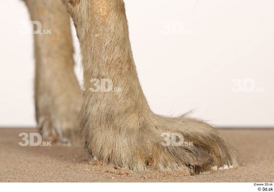 Foot Animal photo references