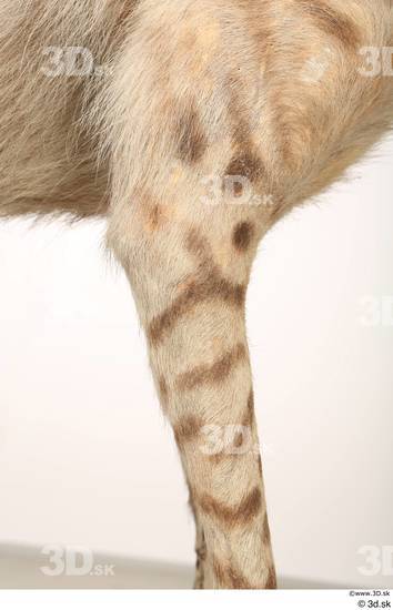 Leg Animal photo references