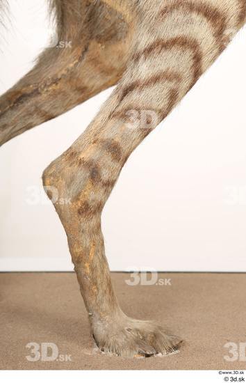 Leg Animal photo references