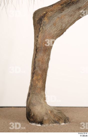 Leg Animal photo references