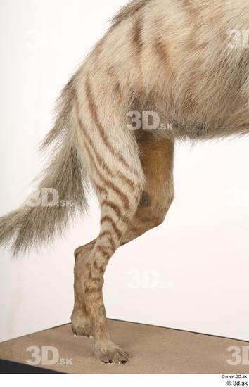 Leg Animal photo references