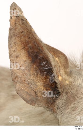 Ear Animal photo references