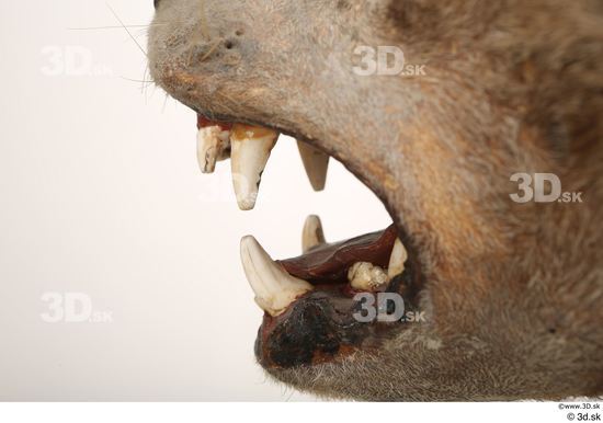 Mouth Teeth Animal photo references