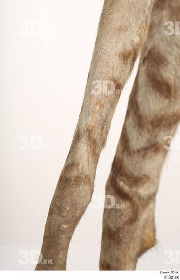 Leg Animal photo references