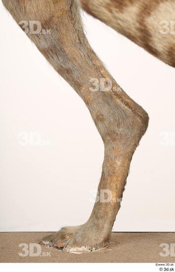 Leg Animal photo references