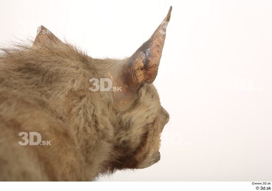 Ear Head Animal photo references