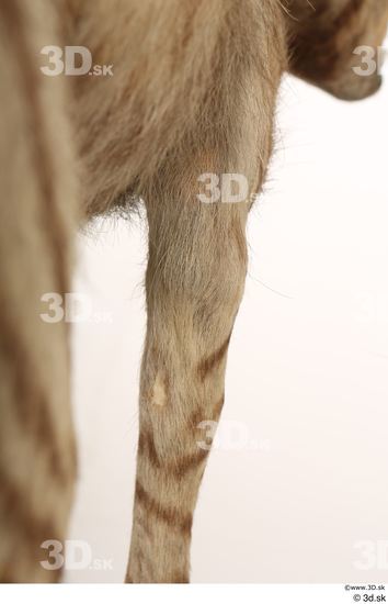 Leg Animal photo references