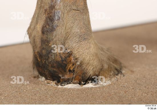 Foot Animal photo references