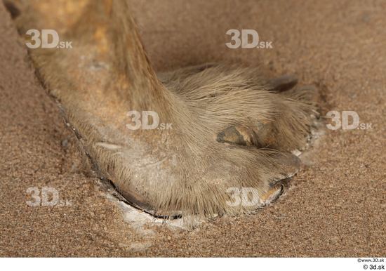 Foot Animal photo references