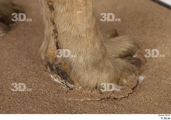 Foot Animal photo references