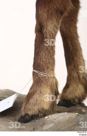 Leg Animal photo references