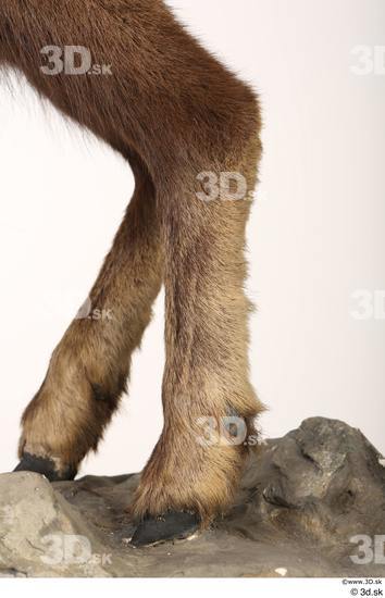 Leg Animal photo references