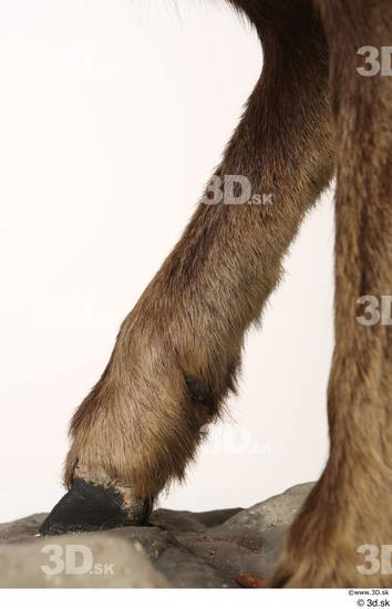 Leg Animal photo references