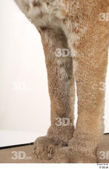 Leg Cat Animal photo references