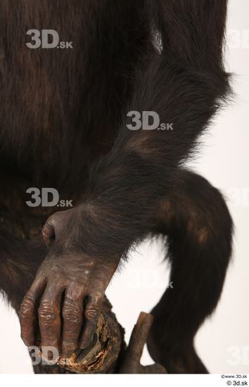 Arm Hand Ape Animal photo references