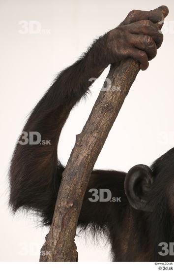 Arm Ape Animal photo references
