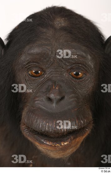 Face Head Ape Animal photo references