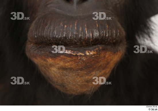 Mouth Ape Animal photo references
