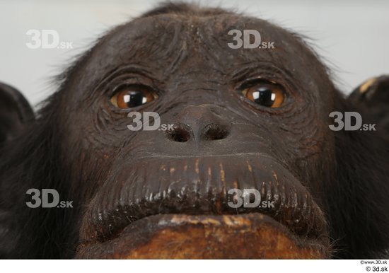Eye Mouth Nose Ape Animal photo references