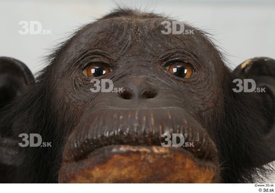 Eye Face Mouth Nose Ape Animal photo references