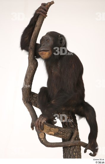 Whole Body Ape Animal photo references
