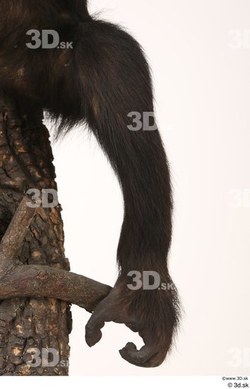 Leg Ape Animal photo references