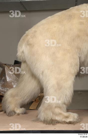 Leg Bear Animal photo references