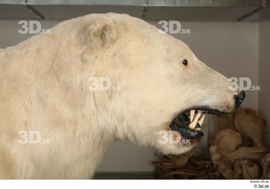 Head Bear Animal photo references