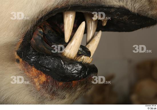 Mouth Teeth Bear Animal photo references