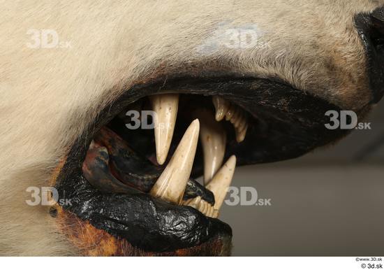 Mouth Teeth Bear Animal photo references