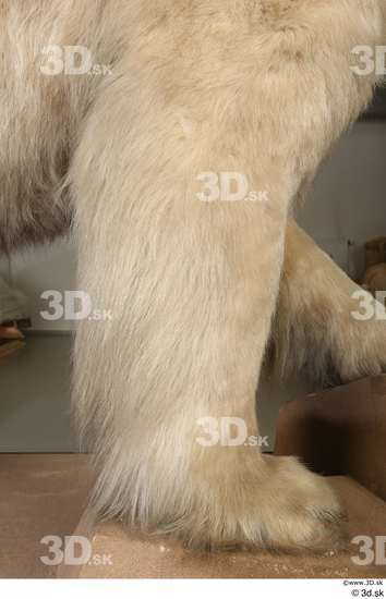 Leg Bear Animal photo references