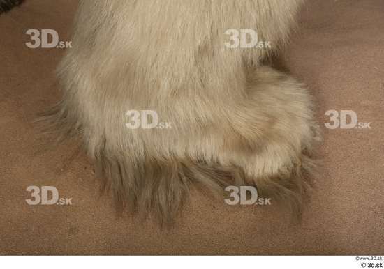 Foot Bear Animal photo references