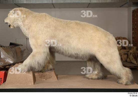 Whole Body Bear Animal photo references