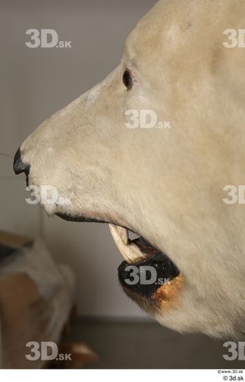 Mouth Bear Animal photo references