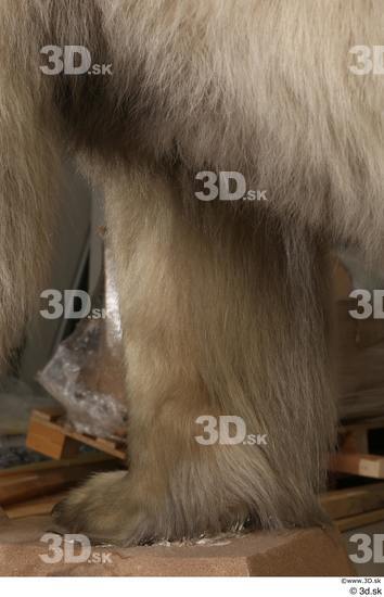 Leg Bear Animal photo references