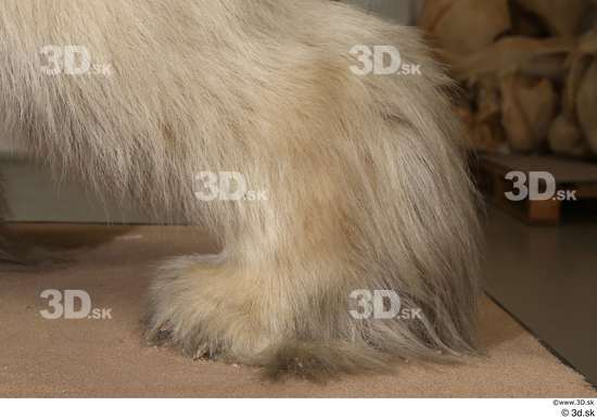 Foot Bear Animal photo references