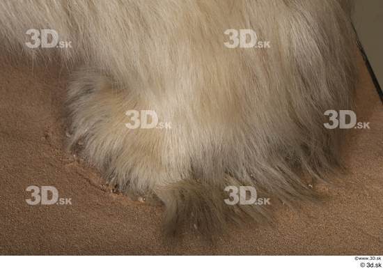 Foot Bear Animal photo references