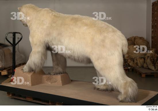 Whole Body Bear Animal photo references