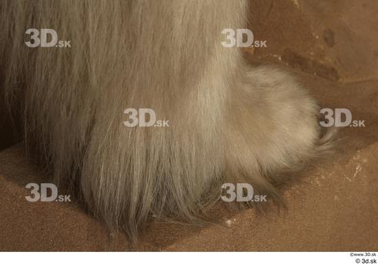 Foot Bear Animal photo references