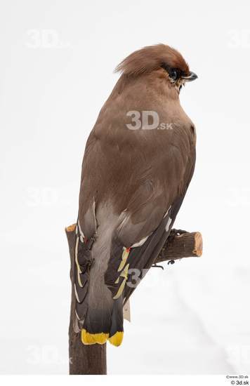 Whole Body Bird Animal photo references