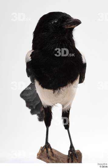 Whole Body Bird Animal photo references