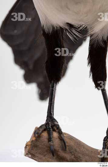 Leg Bird Animal photo references